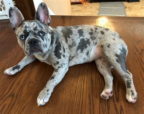 buldog francuski blue merle|The Ultimate Guide to Blue Merle French Bulldogs